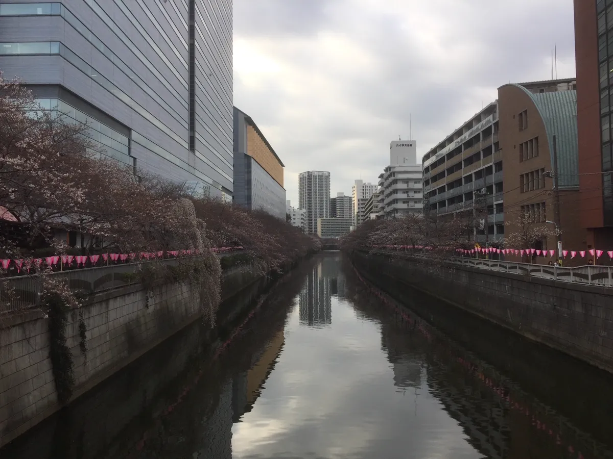 桜並木の川沿いに立ち並ぶ都会のオフィスビル群。22年続いた会社員生活の風景。